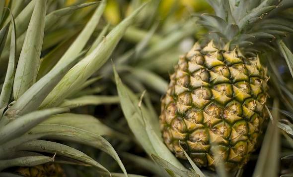 Sweet and delicious pineapples from Thailand